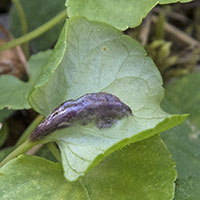 Urocystis violaei